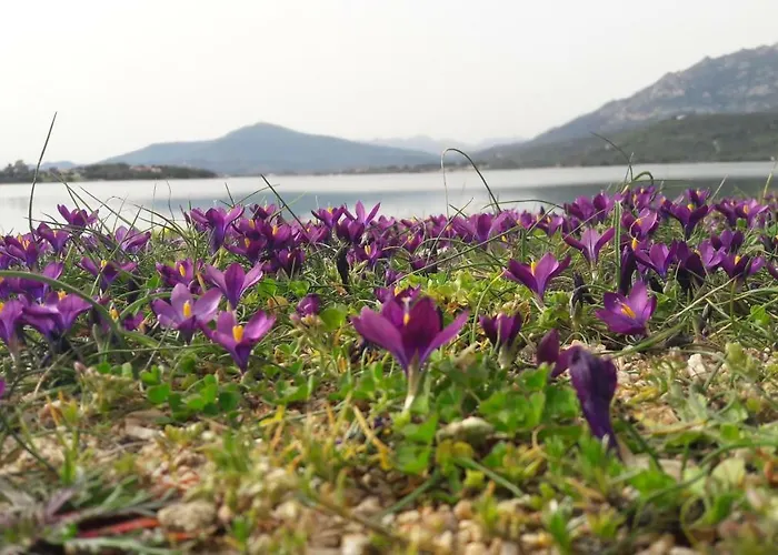 Casa Oleandri * Golfo Aranci